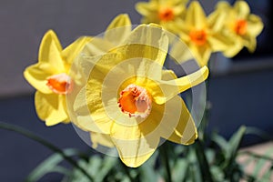 Narcissus or Daffodil perennial herbaceous bulbiferous geophyte plants with bright yellow flowers planted in local garden