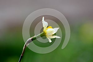 Narcissus or Daffodil perennial herbaceous bulbiferous geophytes plant with white flower starting to open planted in local garden