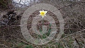 Narcissus (Daffodil) surrounded by Brambles. Diamond in the Rough photo