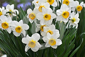 Narcissus daffodils bloom in the flowerbed