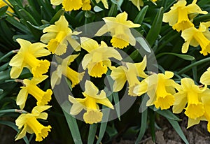 Narcissus (daffodils) bloom in the flowerbed