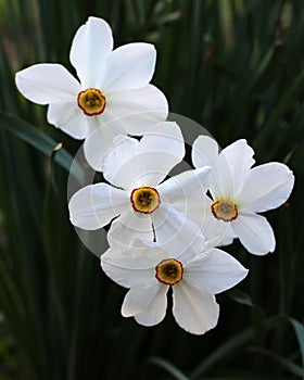 Narcissus (daffodils) bloom in the flowerbed