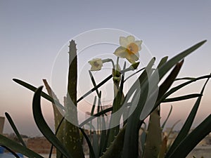 Narcissus of Daffodils family bloom sunset view