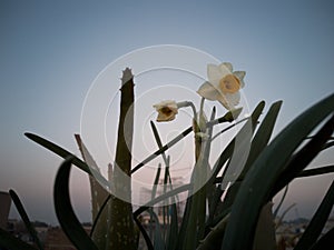 Narcissus of Daffodils family bloom sunset view