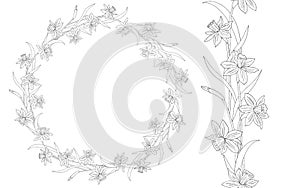 Narcissus or daffodils. Hand drawn vector illustration. Round floral frame. Line art. Seamless border or brush with spring flowers