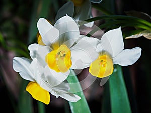Narcissus -The daffodils are small, white and have a pleasant aroma.