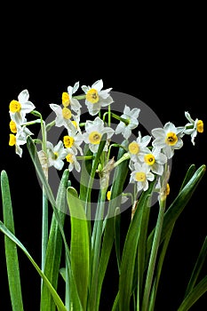 Narcissus -The daffodils are small, white and have a pleasant aroma.