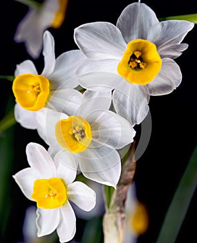 Narcissus -The daffodils are small, white and have a pleasant aroma.