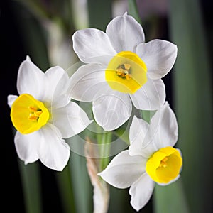 Narcissus -The daffodils are small, white and have a pleasant aroma.