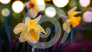 Narcissus daffodils spring time with selective focus