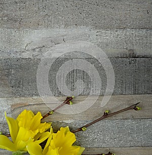 Narcissus/Daffodils spring at wooden background