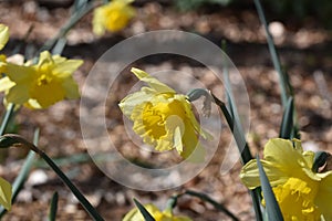 Narcissus `Dutch Master` yellow bulb , Trumpet Daffodil