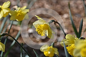 Narcissus `Dutch Master` yellow bulb , Trumpet Daffodil