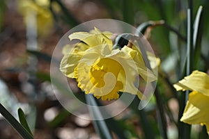 Narcissus `Dutch Master` yellow bulb , Trumpet Daffodil