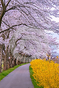 Narcissus field pathway with the Cherry Blossom tree