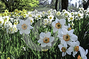 Narcissus field on sunny day