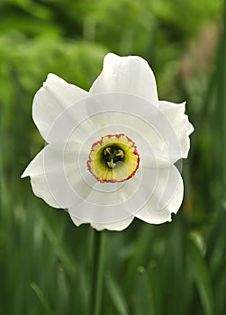 Narcissus Flower photo