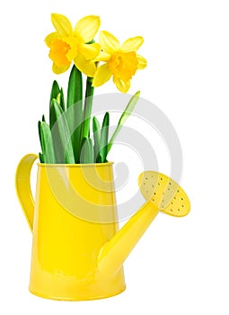 Narcissus flower arrangement in a yellow watering can