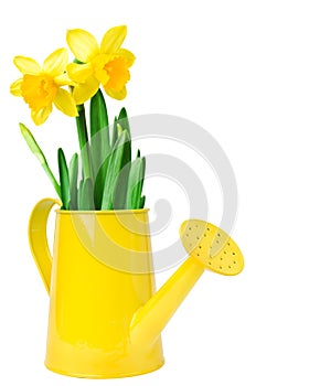 Narcissus flower arrangement in a yellow watering can