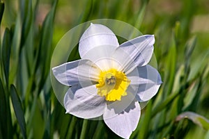 Narcissus flower -Beautiful spring flowers.Spring has come and all nature has blossomed. Moscow region.