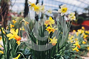 Narcissus flower. Beautiful tropical flower on a background of green leaves.