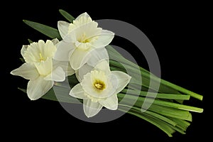 Narcissus flower on black