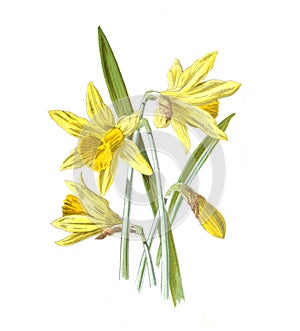 Narcissus flower. Dafodils. Antique hand drawn flowers illustration. Vintage and antique flowers. wild flower illustration. 19th