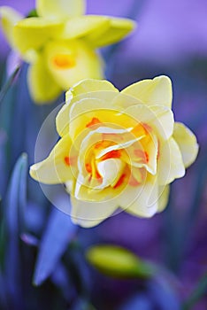 Narcissus `Flower Drift ` Double Daffodil