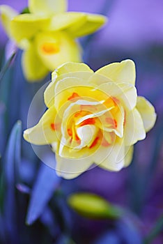Narcissus `Flower Drift ` Double Daffodil photo