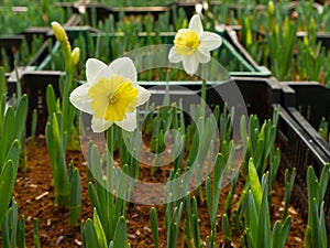 Narcissus flower at farm