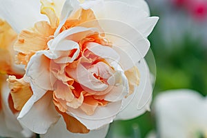 Narcissus is a flower. Flowers. Gardening. A greeting card. Beauty is in nature