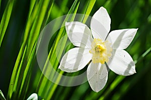 Narcissus flower