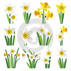 Narcissus Flower Icon Set, Garden Daffodil Flat Design, Abstract Narcissus Symbol, Simple Flowers Bouquet
