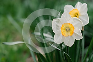 Narcissus flower. Narcissus daffodil flowers and green leaves background nice butterfly