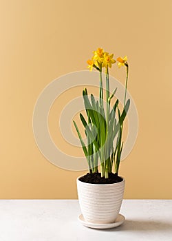 Narcissus flower in pot on yellow background wall