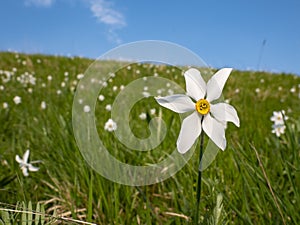 Narcissus flower in a prairie close-up
