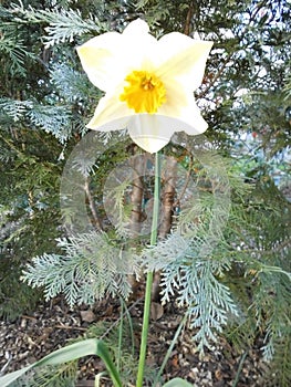 Narcissus flower, showing outer white tepals with a central yellow corona paraperigonium.  Germany