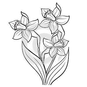 narcissus, flower, sketch, coloring, isolated object on a white background, vector illustration