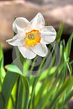 Narcissus flower on spring