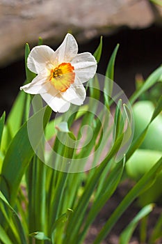 Narcissus flower on spring