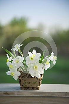 Narcissus flower. Spring flower in flower pot.