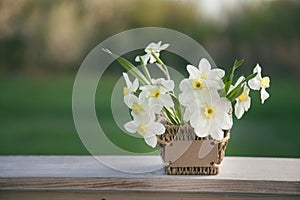 Narcissus flower. Spring flower in flower pot.