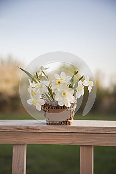 Narcissus flower. Spring flower in flower pot.