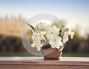 Narcissus flower. Spring flower in flower pot