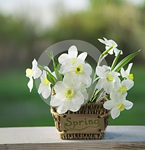 Narcissus flower. Spring flower in flower pot