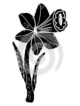 Narcissus flower stylized flower. Hand-drawn illustration in linocut style