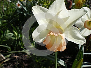 Narcissus flower variety Salome