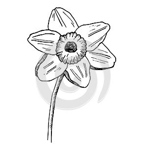Narcissus Flower. Vector Hand Drawn Sketch. Sketch Botanical Illustration. Daffodil black ink sketch
