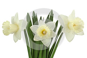 Narcissus flower on white