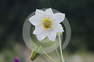 Narcissus flower